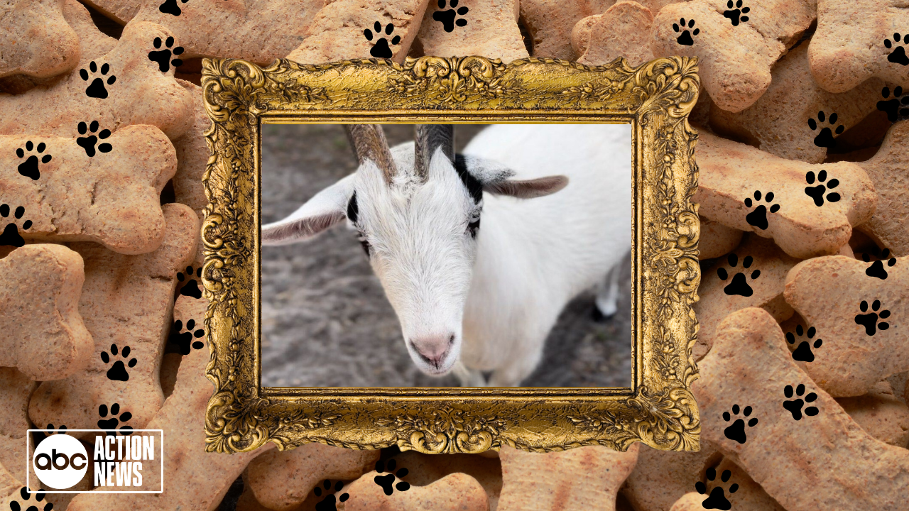 Rescues in Action: Ace