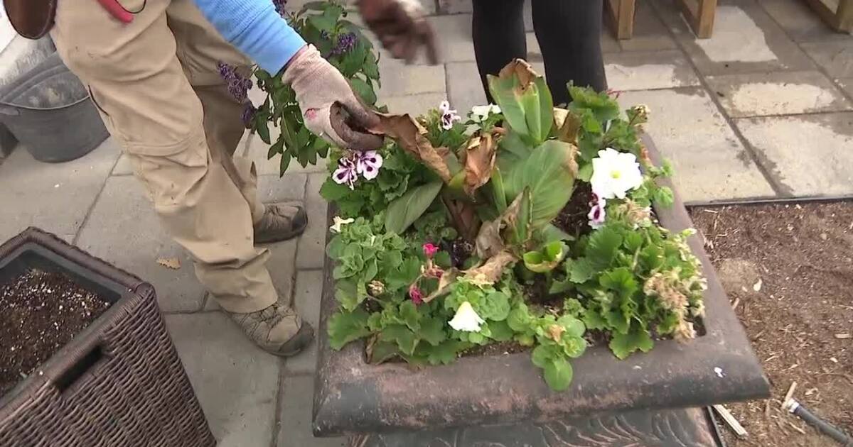 How to plant the perfect flower pots