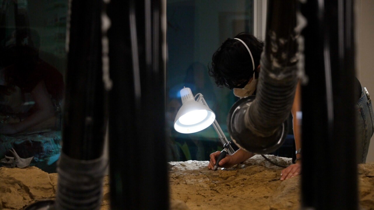 working on fossil.jpg