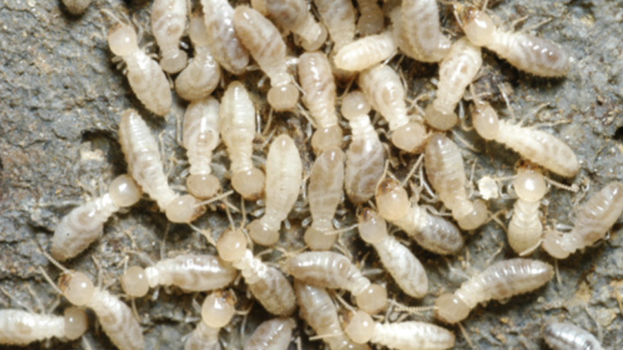 eastern subterranean termites