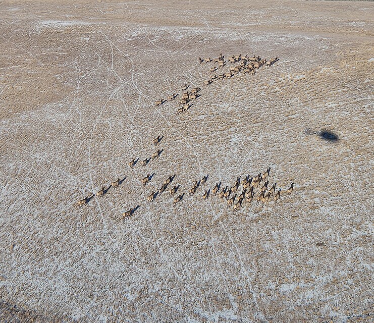 Elk during CPW classification flight