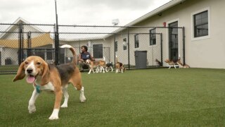 Big Dog Rescue Ranch beagles 