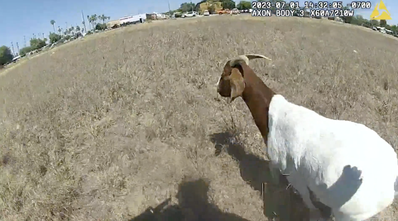 goat rescue glendale