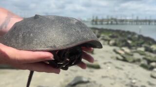 Maryland volunteers rescue ancient horseshoe crabs during vulnerable mating season