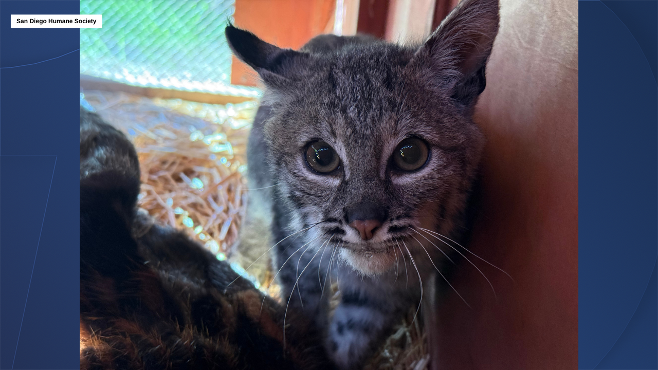 Bobcat rescue 2 2/23/2026