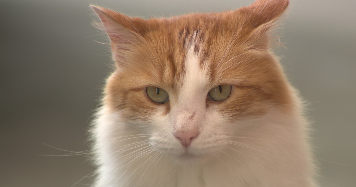 Animal Center donates shelter to Tater Tot the cat for safety from this cold - Vimarsana News
