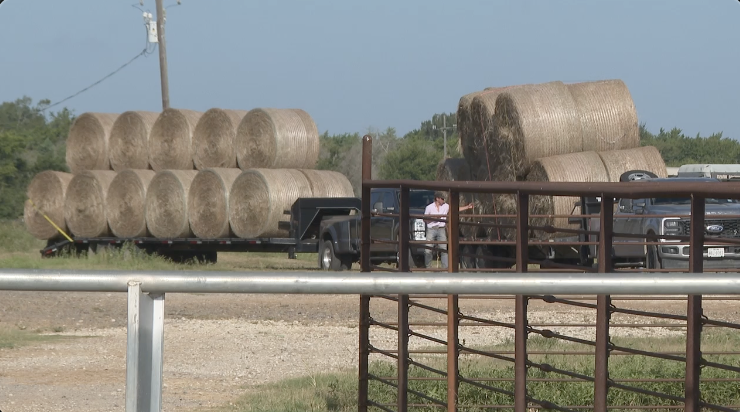 Grimes County ranchers and experts battle pasture mealybug threat to local ag industry