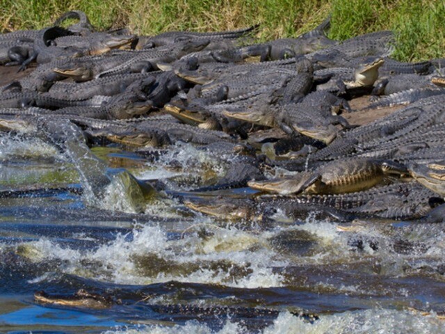 39 crazy gator photos from the last 2 years