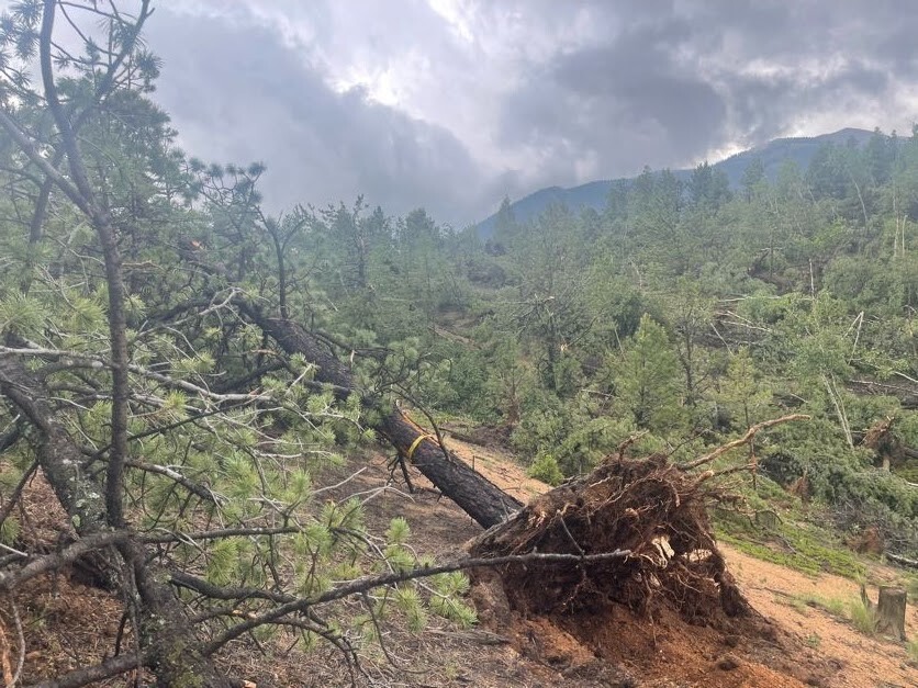 Pikes Peak large tree down Brad Carroll