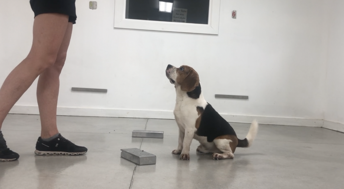 COVID-Sniffing-pups-001.png