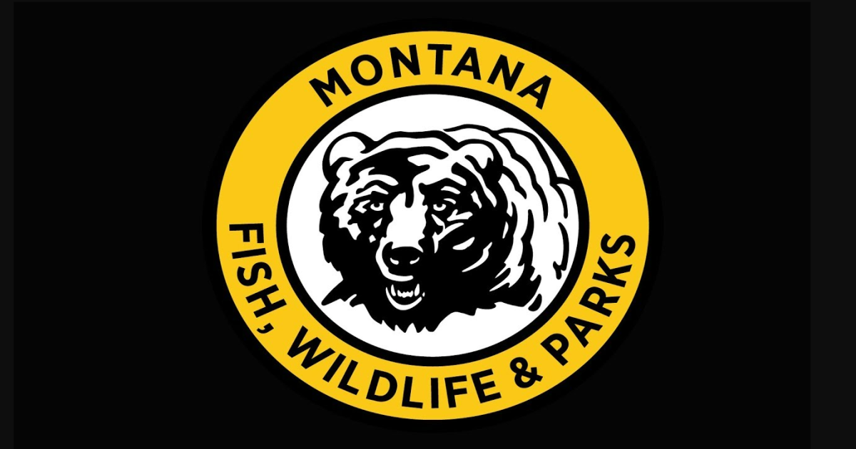 FWP extends public comment period for draft grizzly bear, wolf management plans - Vimarsana News