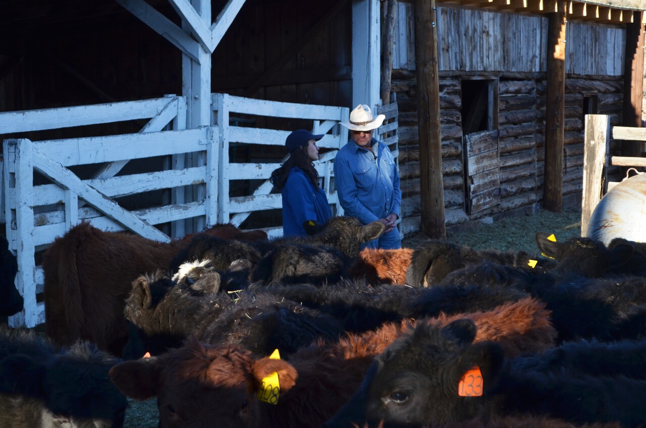 Colette and Greg Peterson with calves.jpg