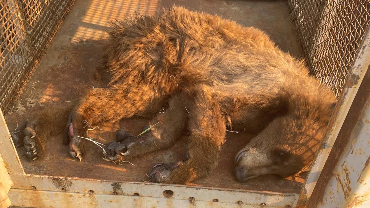 Bear rescued from East Canyon Fire, burned paws