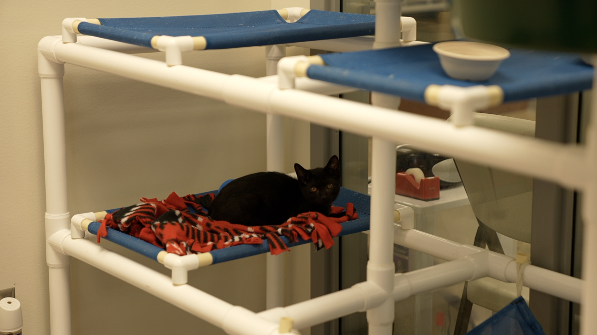 The last kitten at Ingham County Animal Control and Shelter on July 18, 2022.