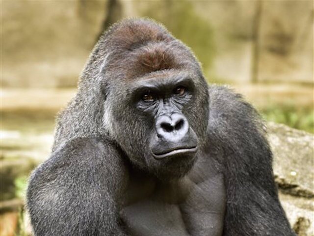 Zoo safety and security under spotlight