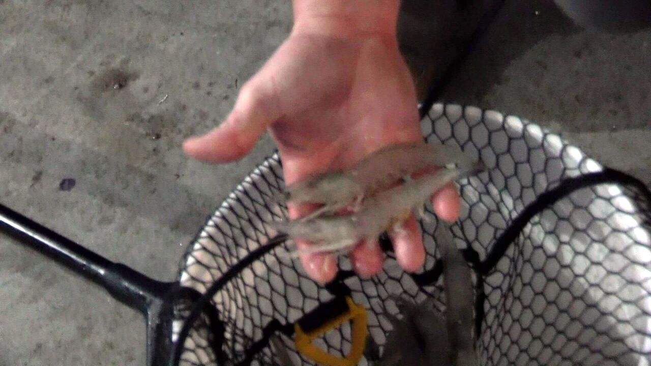 This man is raising saltwater shrimp in Montana's Mission Valley