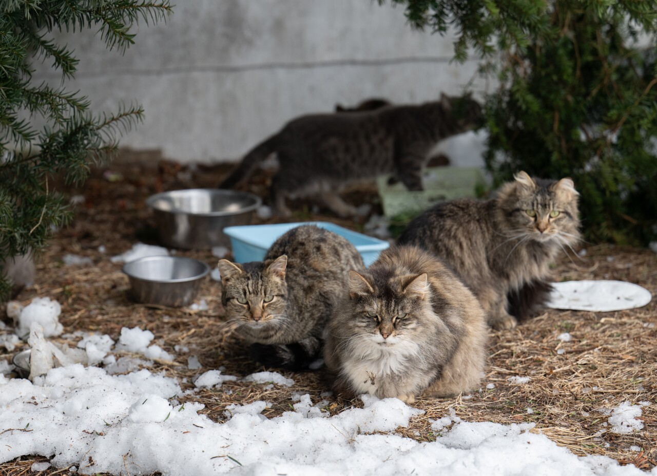 022526MDCatRescue_DST0013 Farah Shulman_Original file.jpg