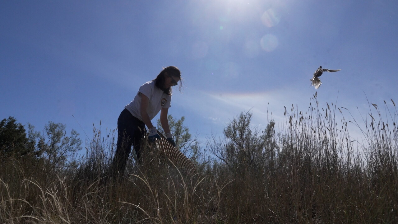 pheasant release.jpg