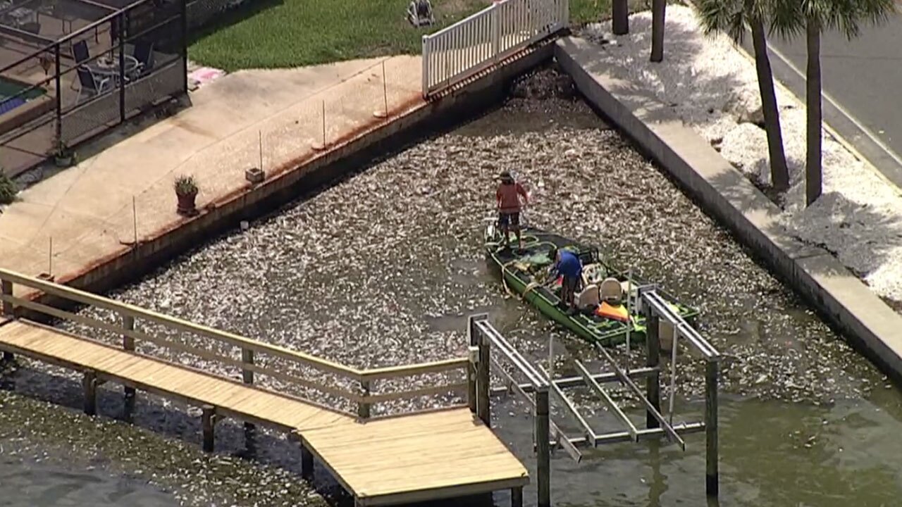 Pinellas-County-ramps-up-fish-kill-clean-up-WFTS-071221.jpg