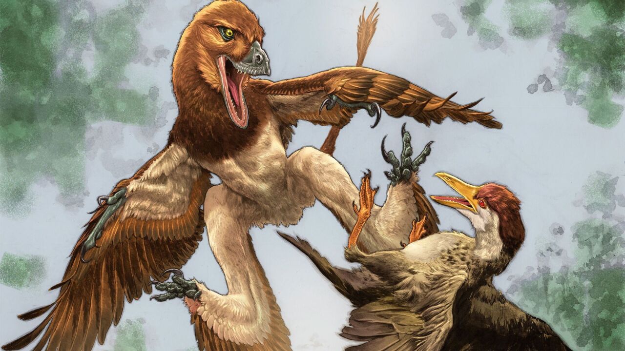 Microraptor Jian changmaensis (left) attacks an ancient bird called Gansus yumenensis.