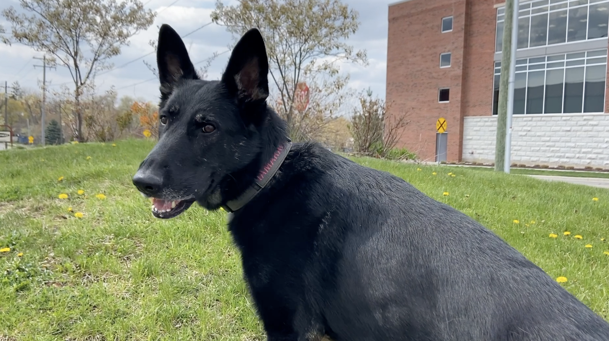 Officer Tamarack was rescued summer 2020