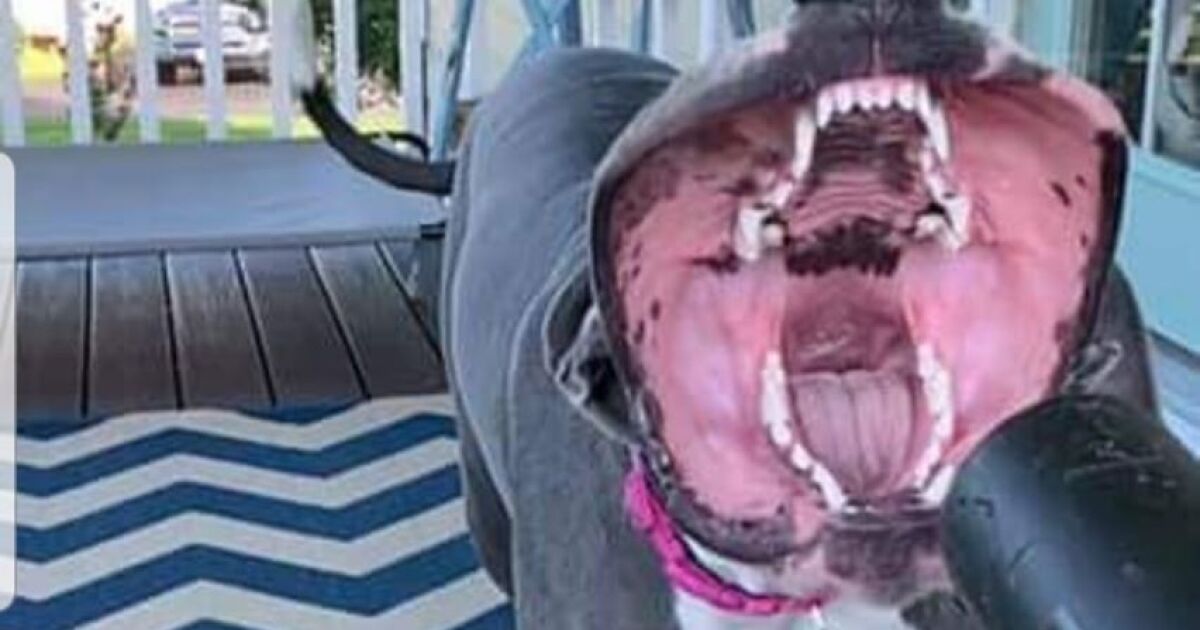 Dog loves playing with leaf blower