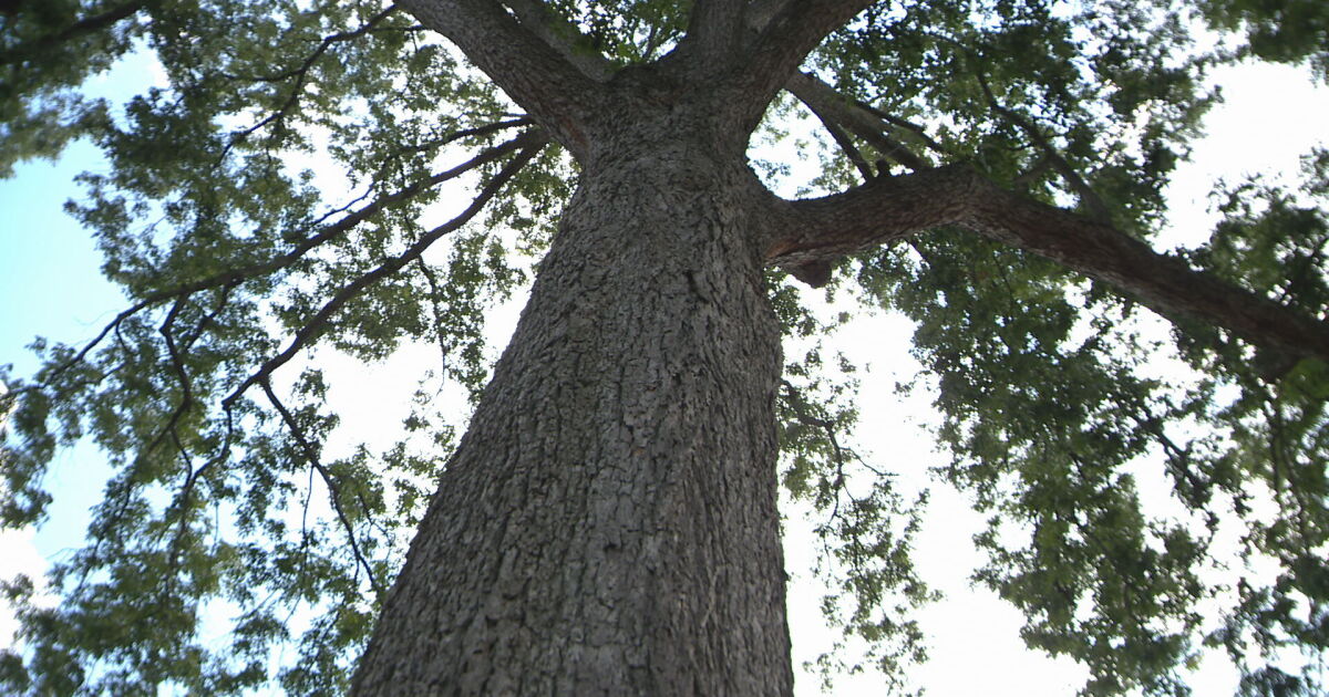 One of the largest pecan trees in Tennessee is at the center of a debate - Vimarsana News