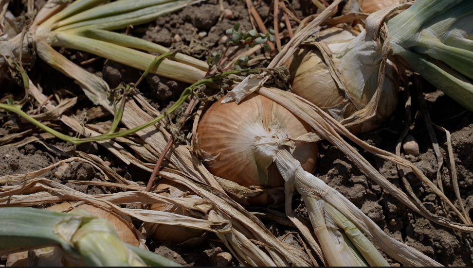 onions ready to harvest.png