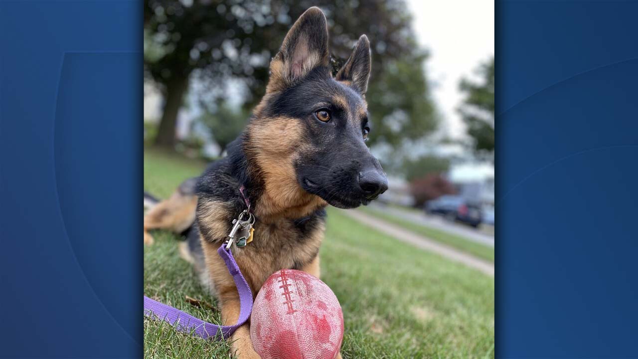 bills muttfia 1.jpg
