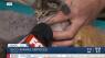 Budah meets the sweet kittens at Salt Lake Co. Animal Services