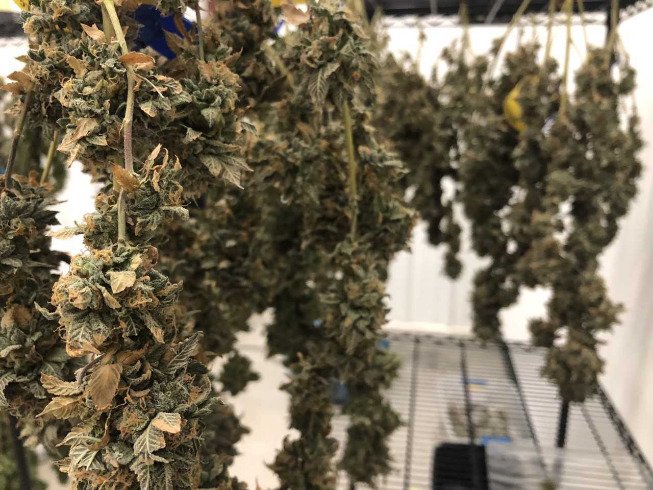 marijuana.jpeg