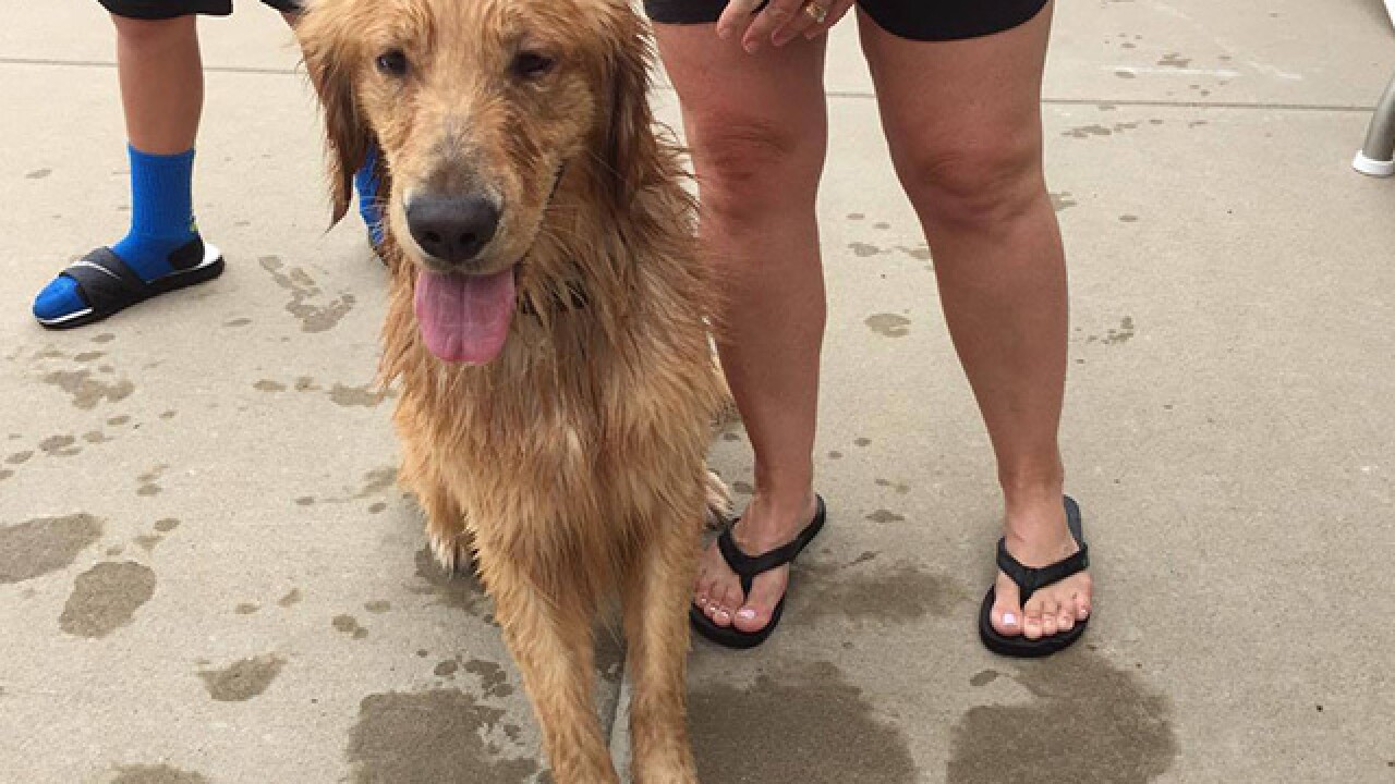 PHOTOS: Dogs take to the pool for Pooch Plunge