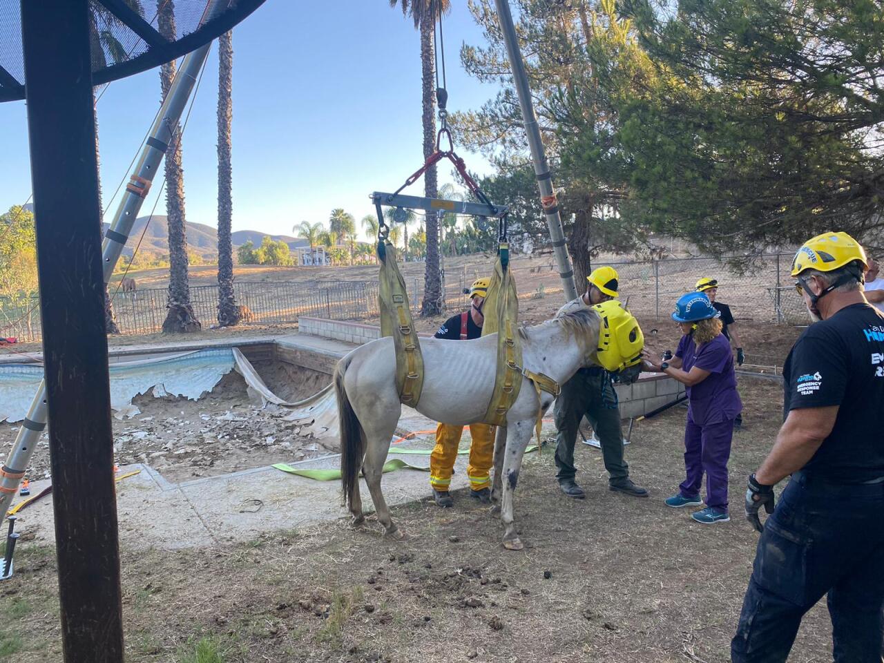 Jamul pool get the horse out