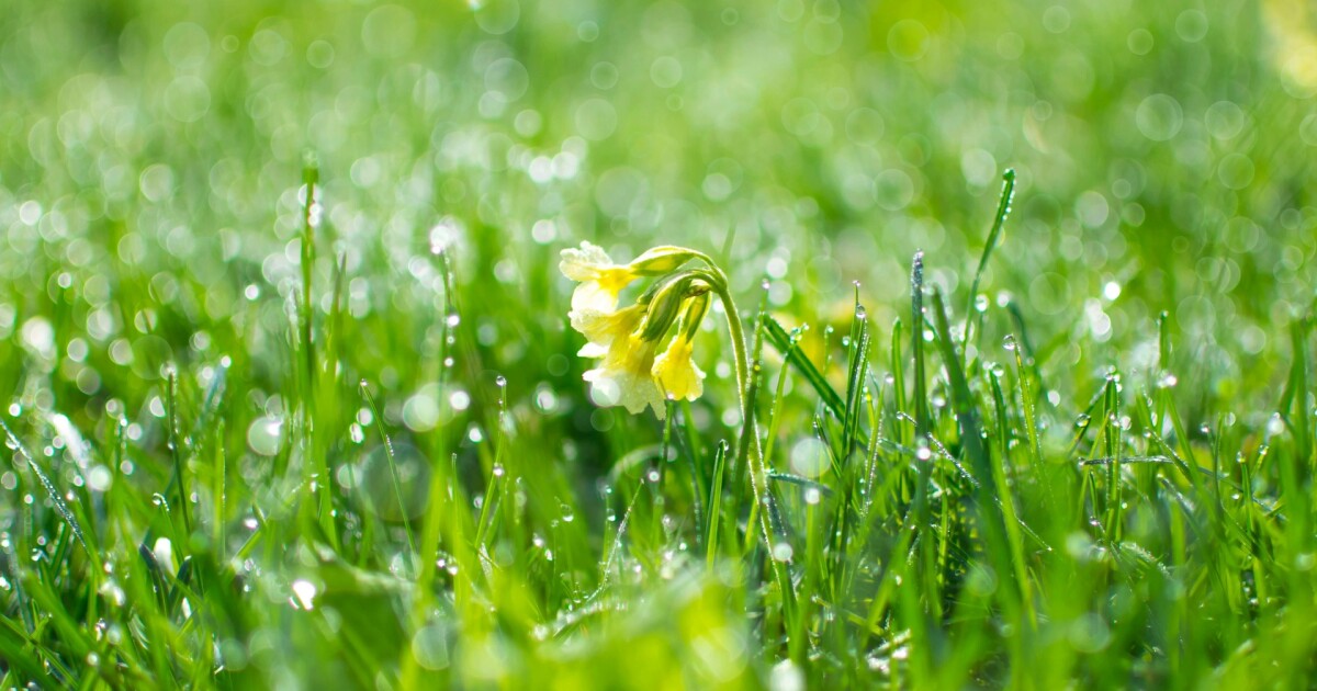 Weather Umbrella time for Tuesday Steve Raleigh