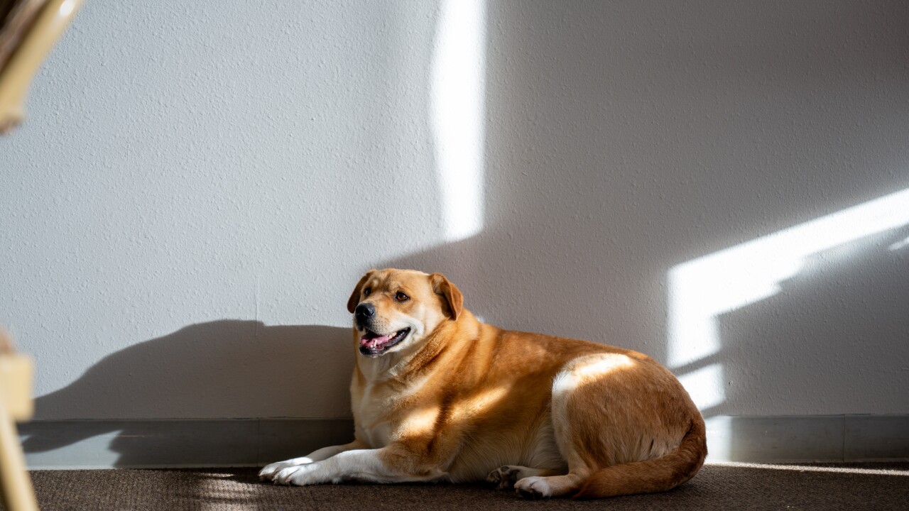 PAWS new store-6.jpg