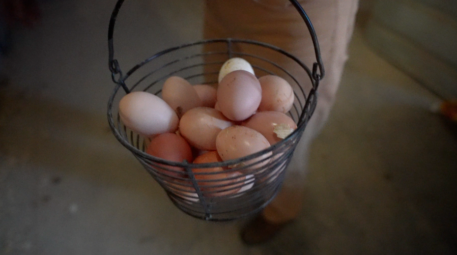 Fresh eggs collected on April 17, 2026, from the chickens on Doug Evans' property on Mt. Carmel Road.