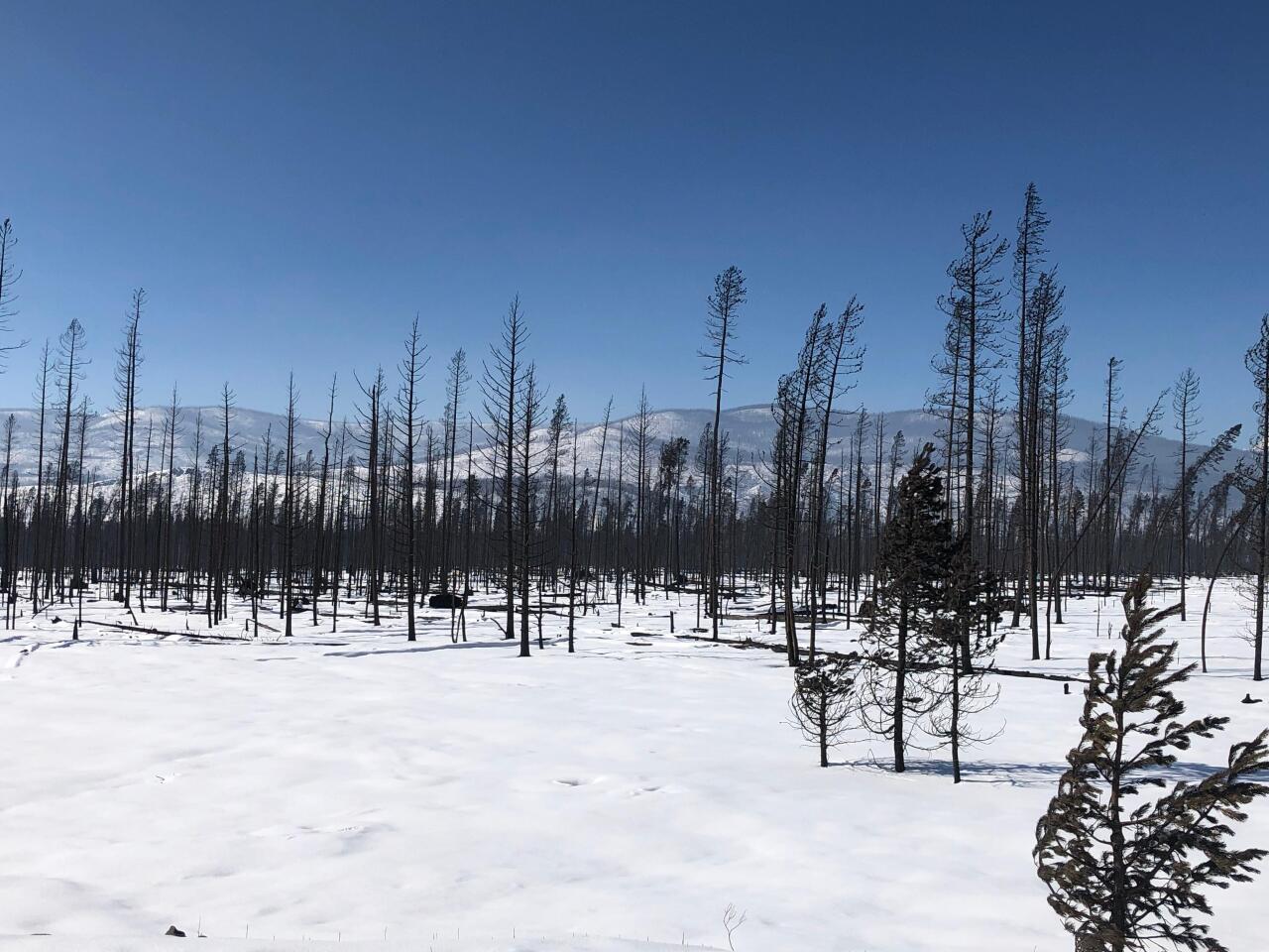 East Troublesome Fire_Nov. 7 2020_snow