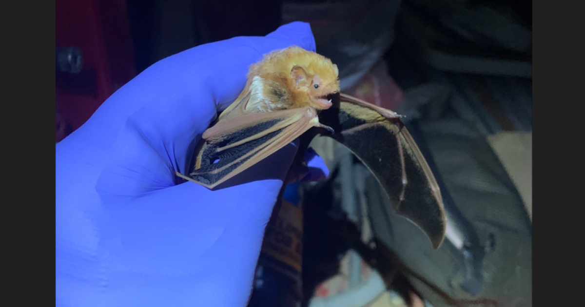 Deadly fungus detected in bats in Pryor Mountains - Vimarsana News