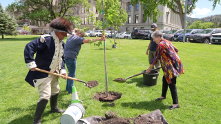 'Liberty Tree' planted at Montana Capitol
