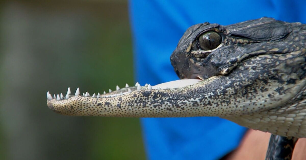 Alligator missing nose, upper jaw named after Dolly Parton song - Vimarsana News