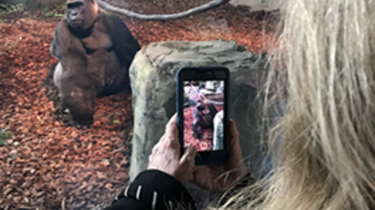 Cincinnati Zoo Unveils Indoor Gorilla Exhibit