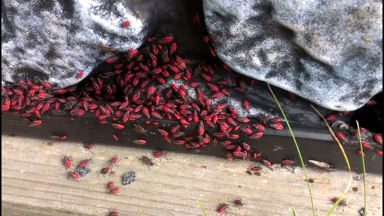 Gardening: How to Get Rid of Boxelder Bugs and Other Pests