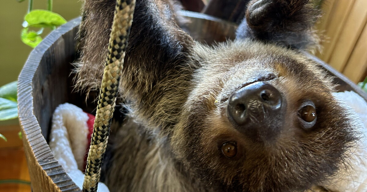 Christmas arrives at Zoo to You this weekend - Vimarsana News