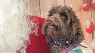 Picture day with Santa at the Stanley Marketplace