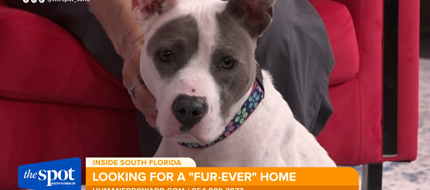 Meet Marigold, a sweet 3-year-old dog looking for a home