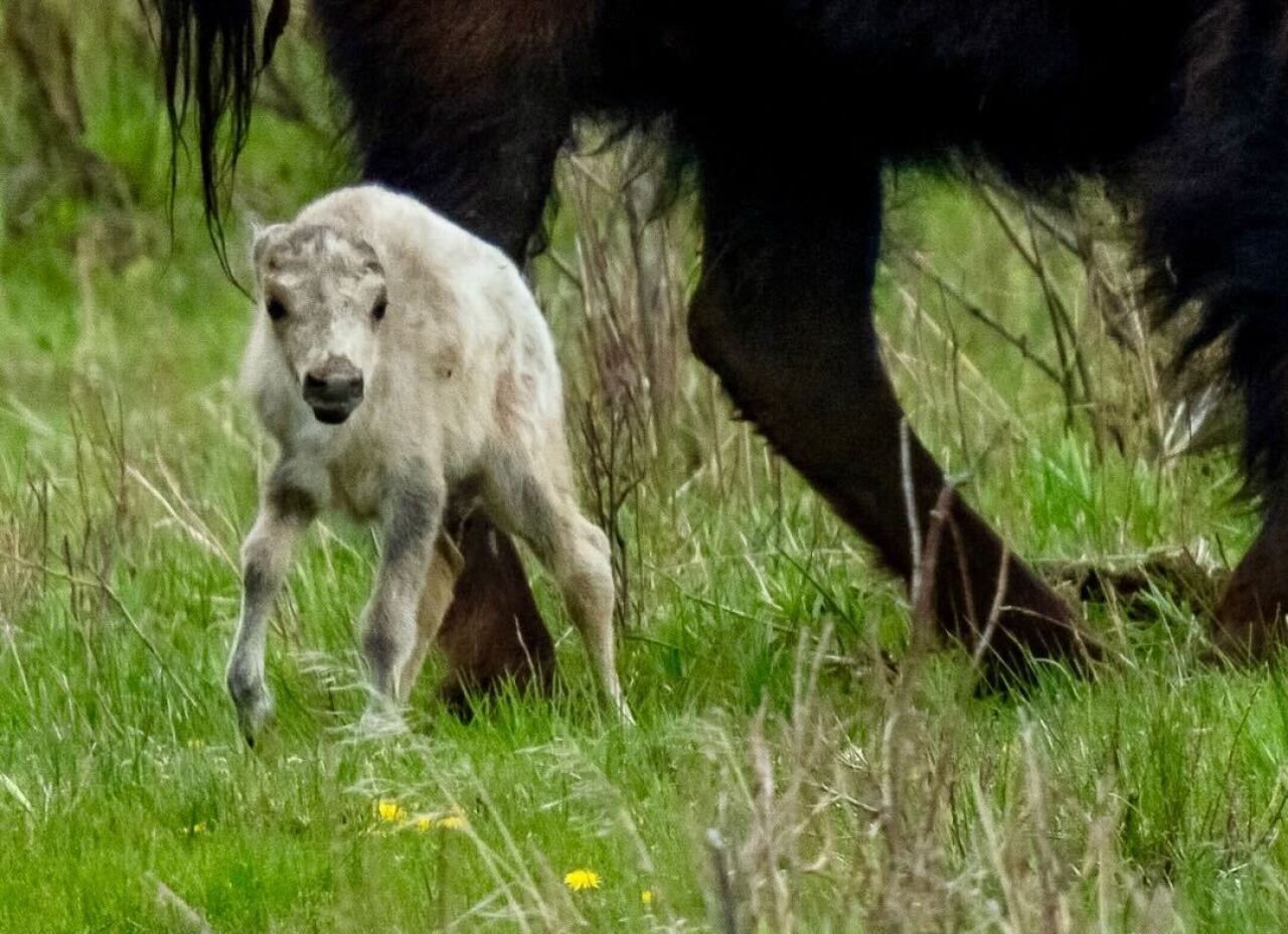 White bison calf at Yellowstone National Park