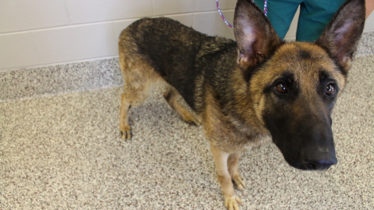 nearly 50 cases of canine flu reported in michigan in last 3 weeks