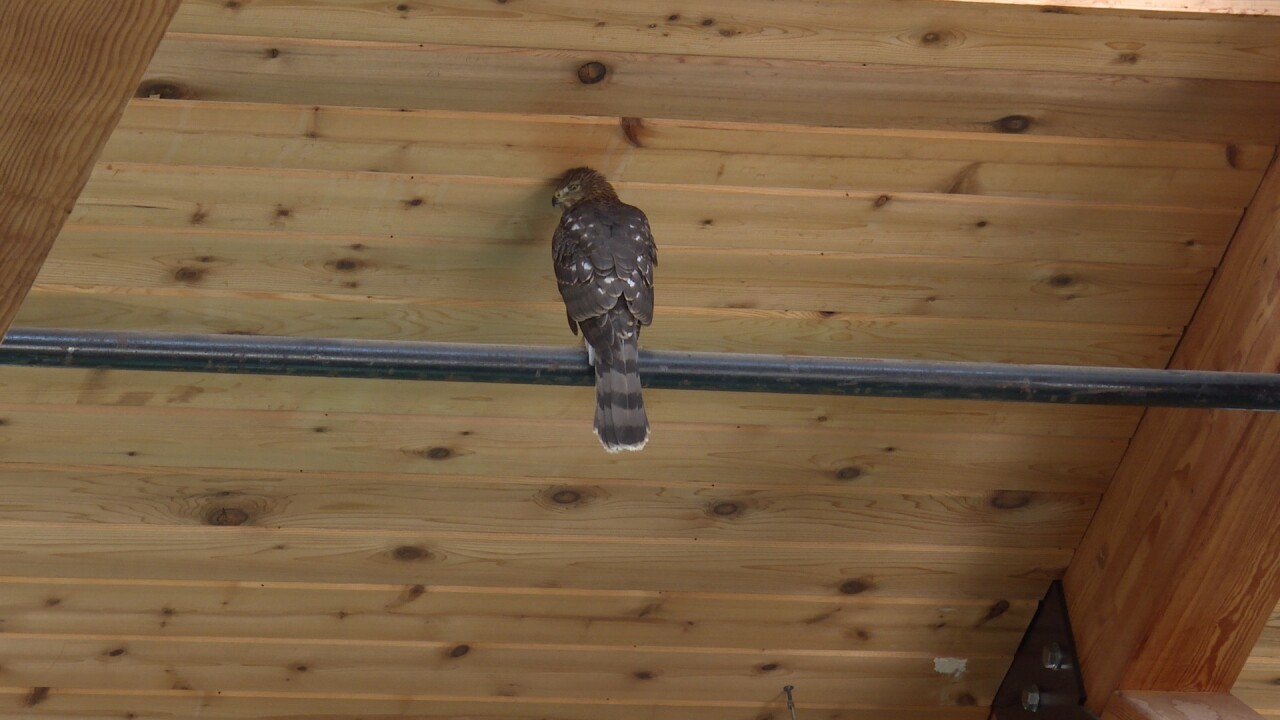 Hawk in Avimor Community Pool rafters refused to comment