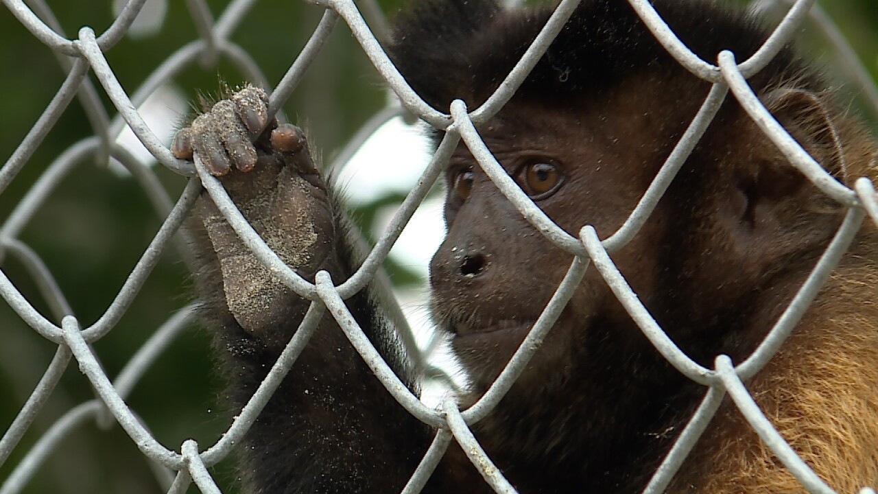 CAPUCHIN MONKEY OCTAGON.jpg