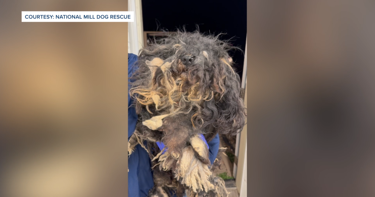 More than 160 dogs rescued in Colorado during animal cruelty investigation